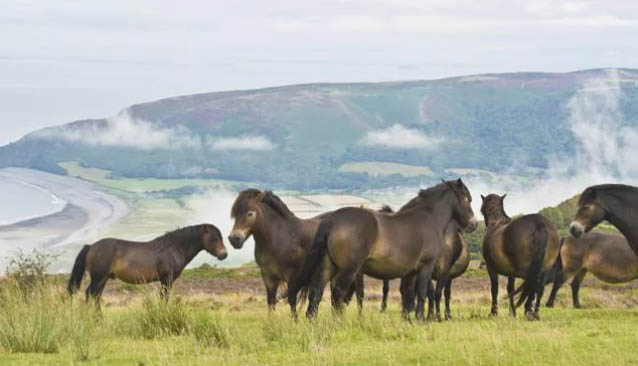 Unreal Horses